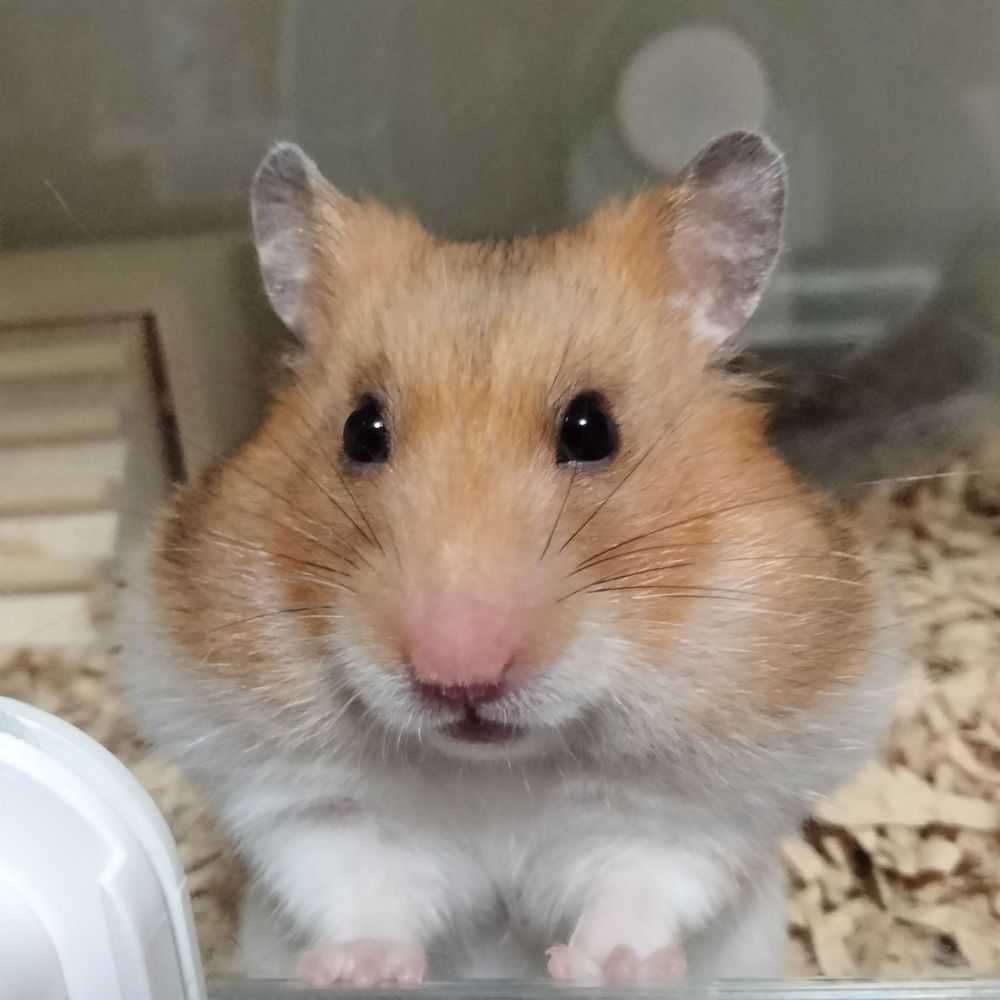PiZu🐹