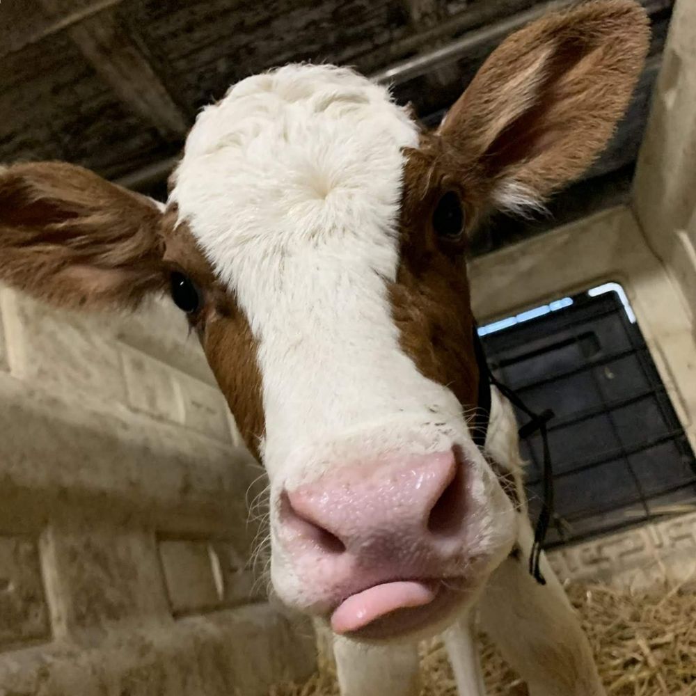 MIRU🐮💕