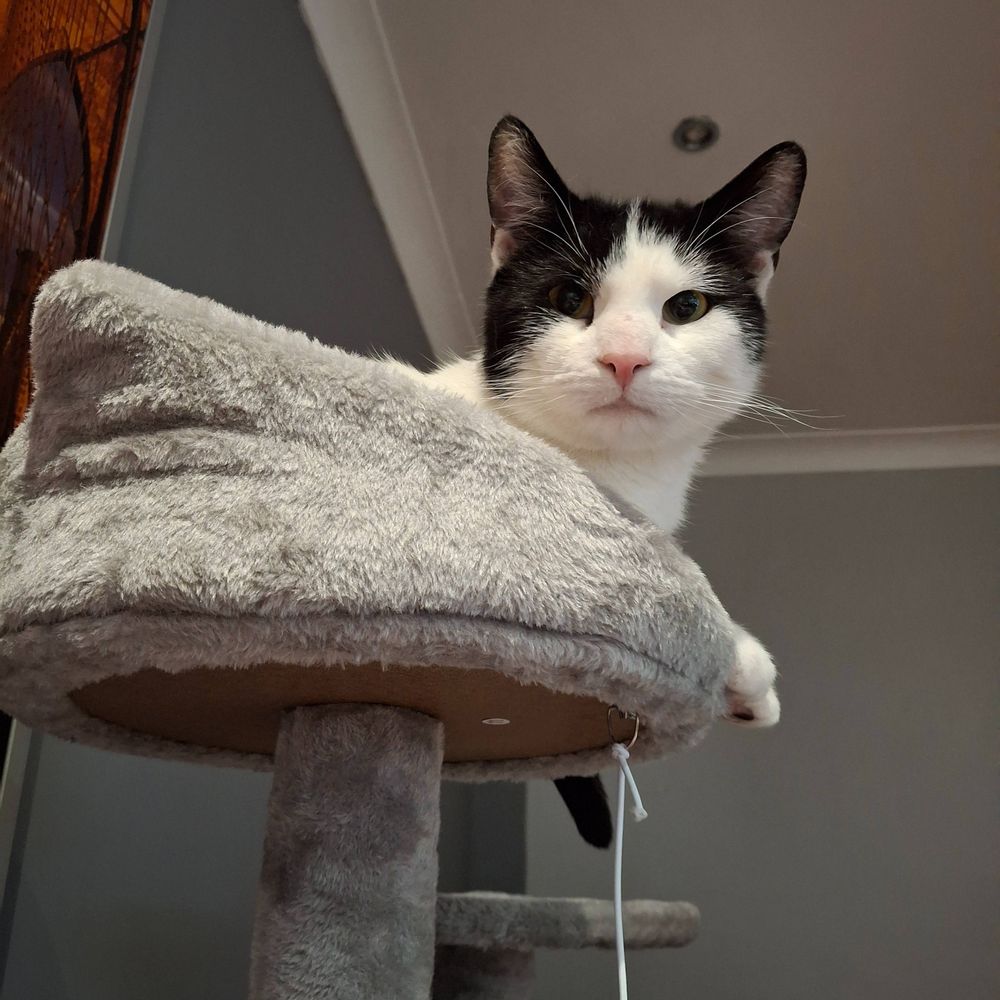 Pirate Pepper