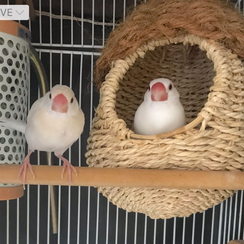 ぶんちょるの