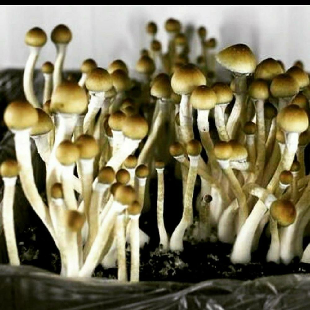 Psychedelic
