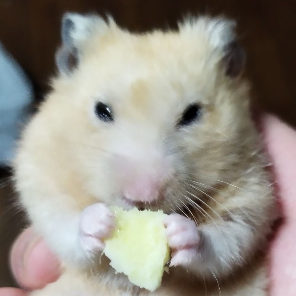 ふわ