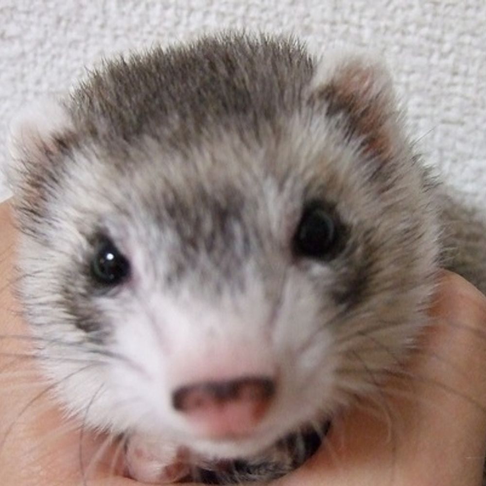まっつカブ