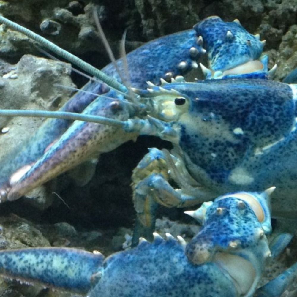 Rockpool Dweller