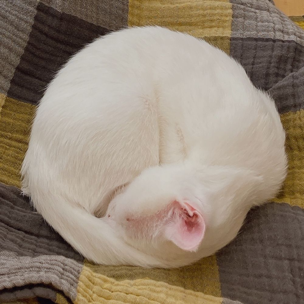 とこ