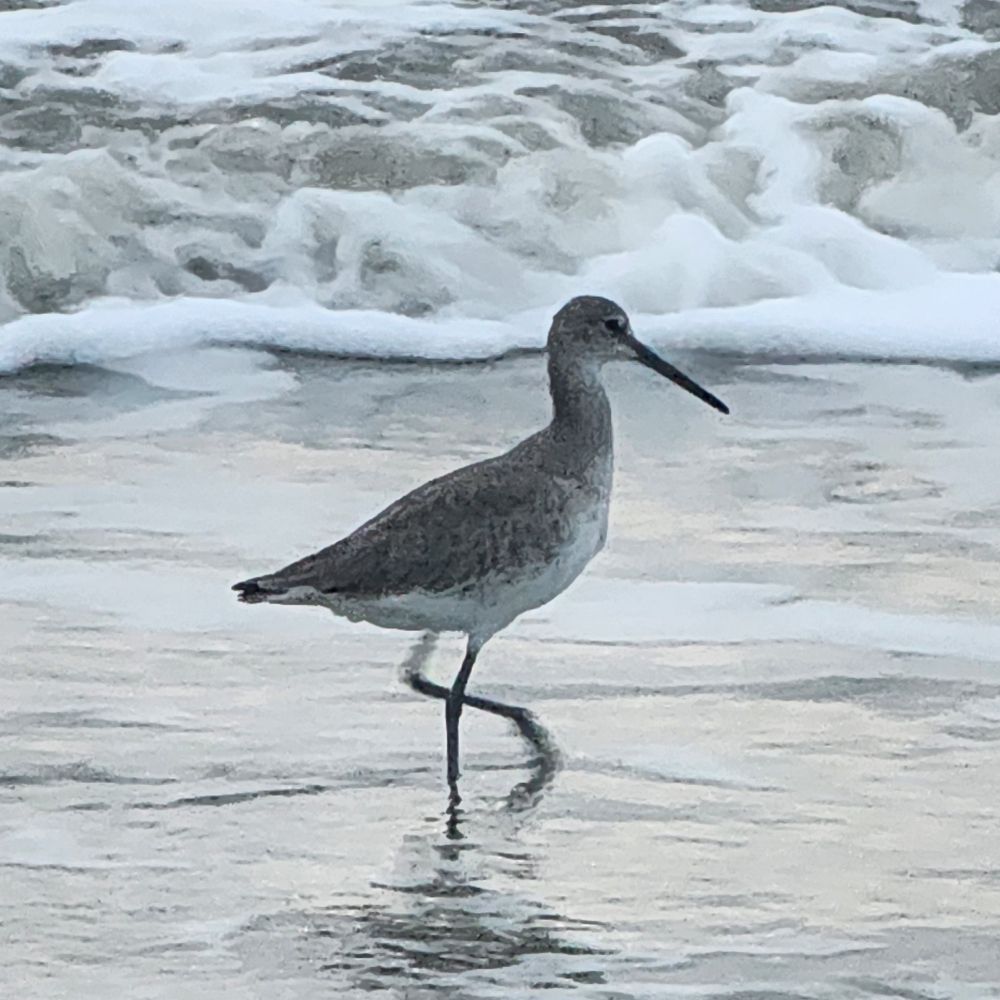 birdiegirl5.bsky.social profile picture