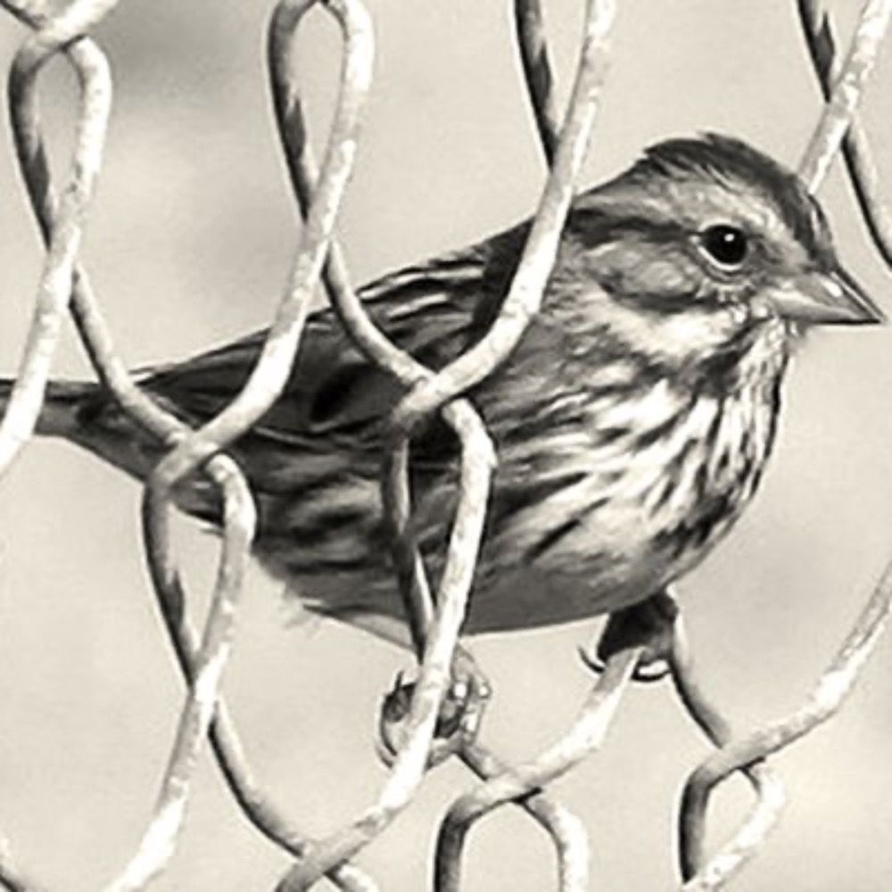 The Sparrow Project