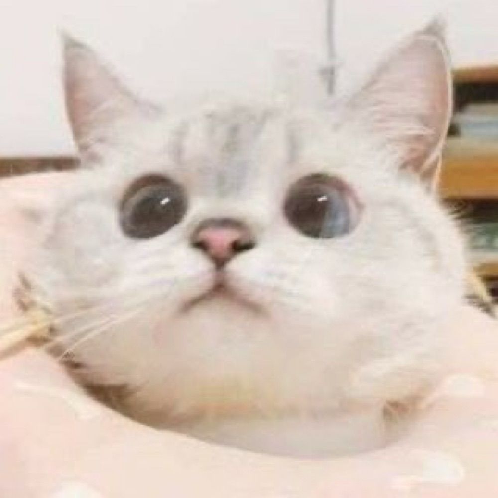 KT_キットにゃんにゃん