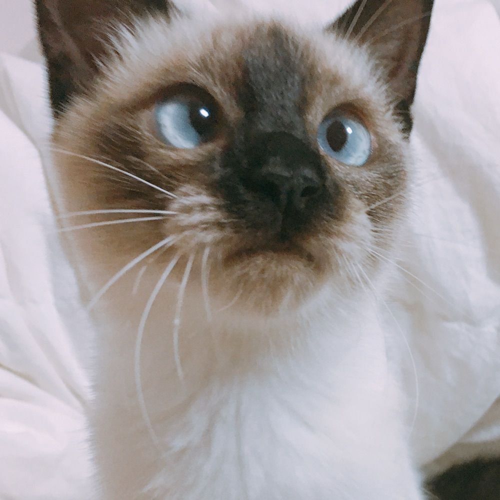 yuuri
