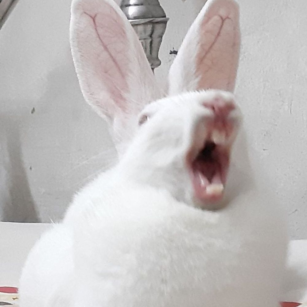 Rabbit Worshipper