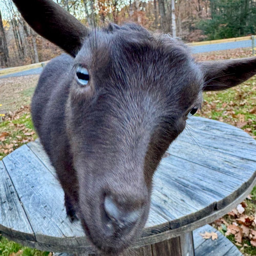 Brit in Western Mass