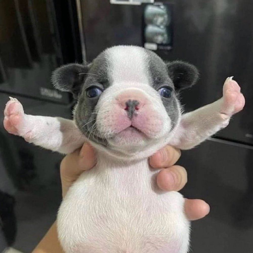 Lulu