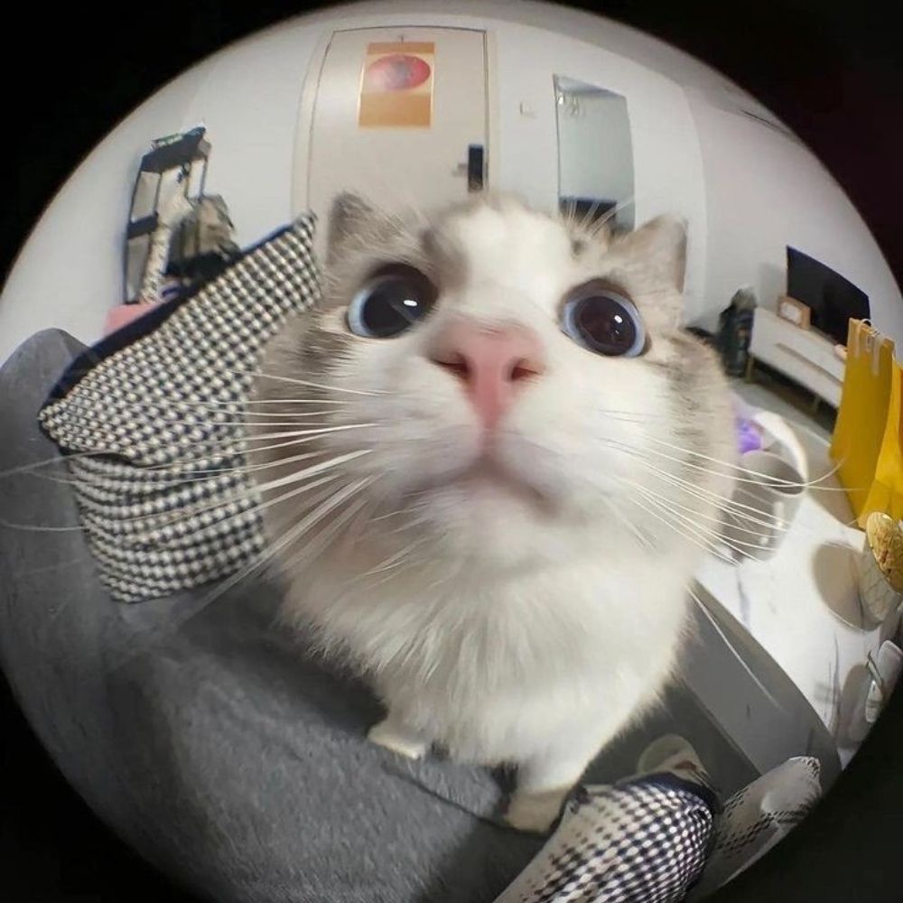 beabuu_