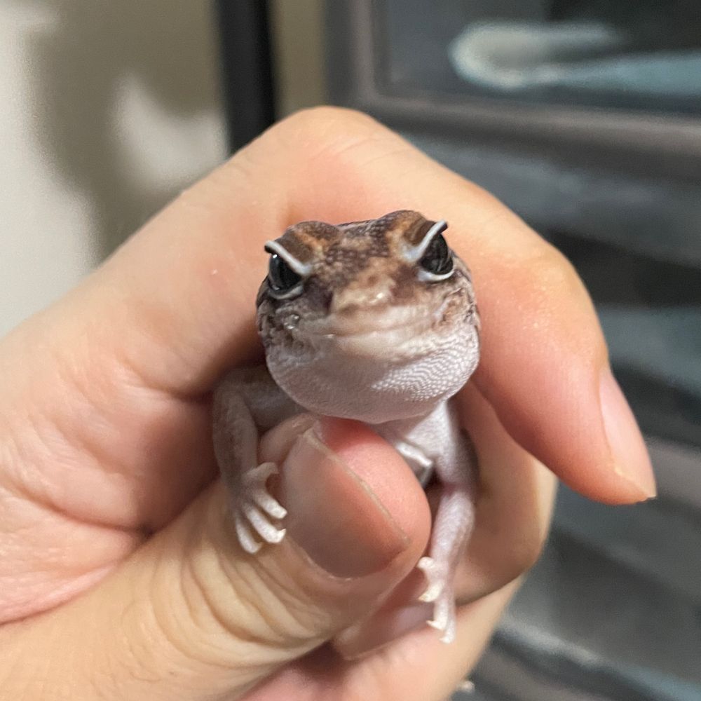 ニシアフの霧吹き係