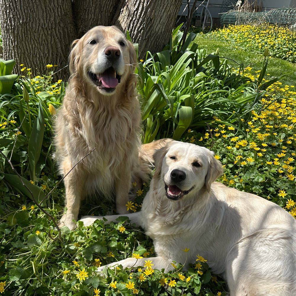 Goldens Rufus and Taffy