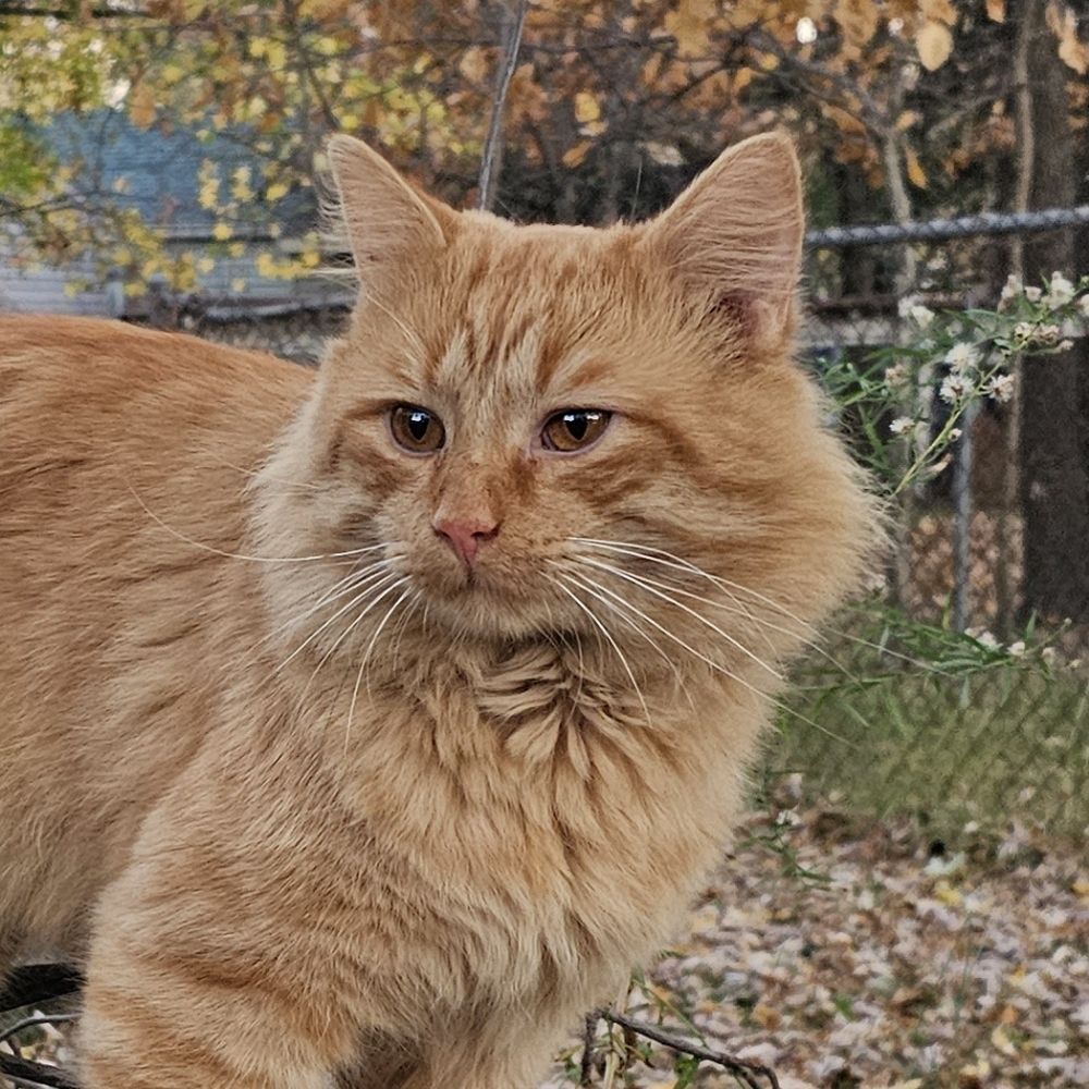 Daniel