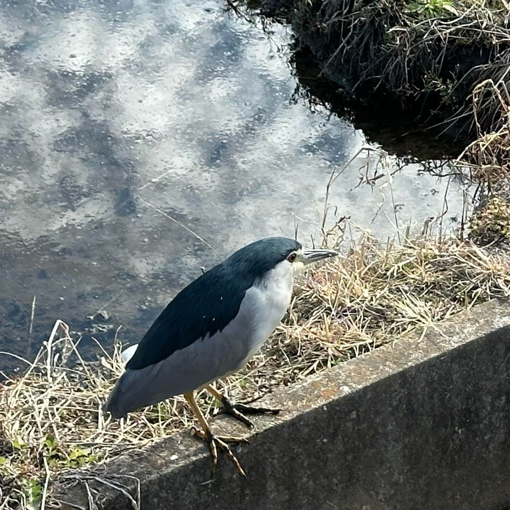 imageair_chikap