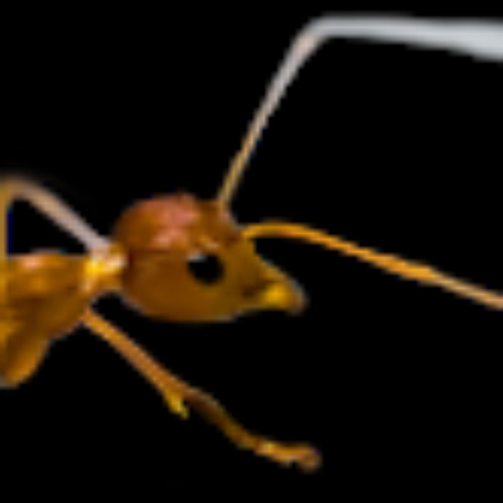 Jim