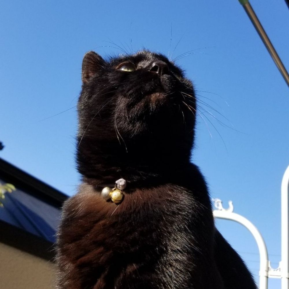 Mika