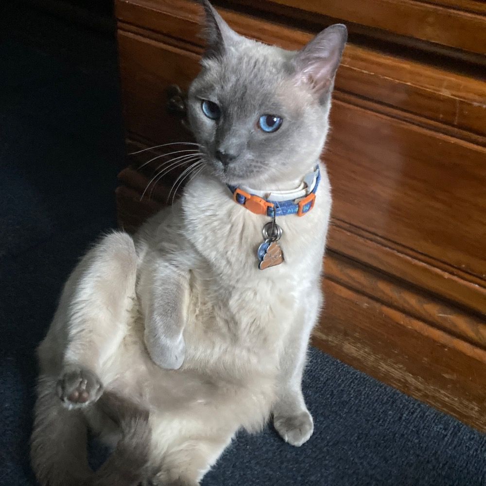 Nickgizmo