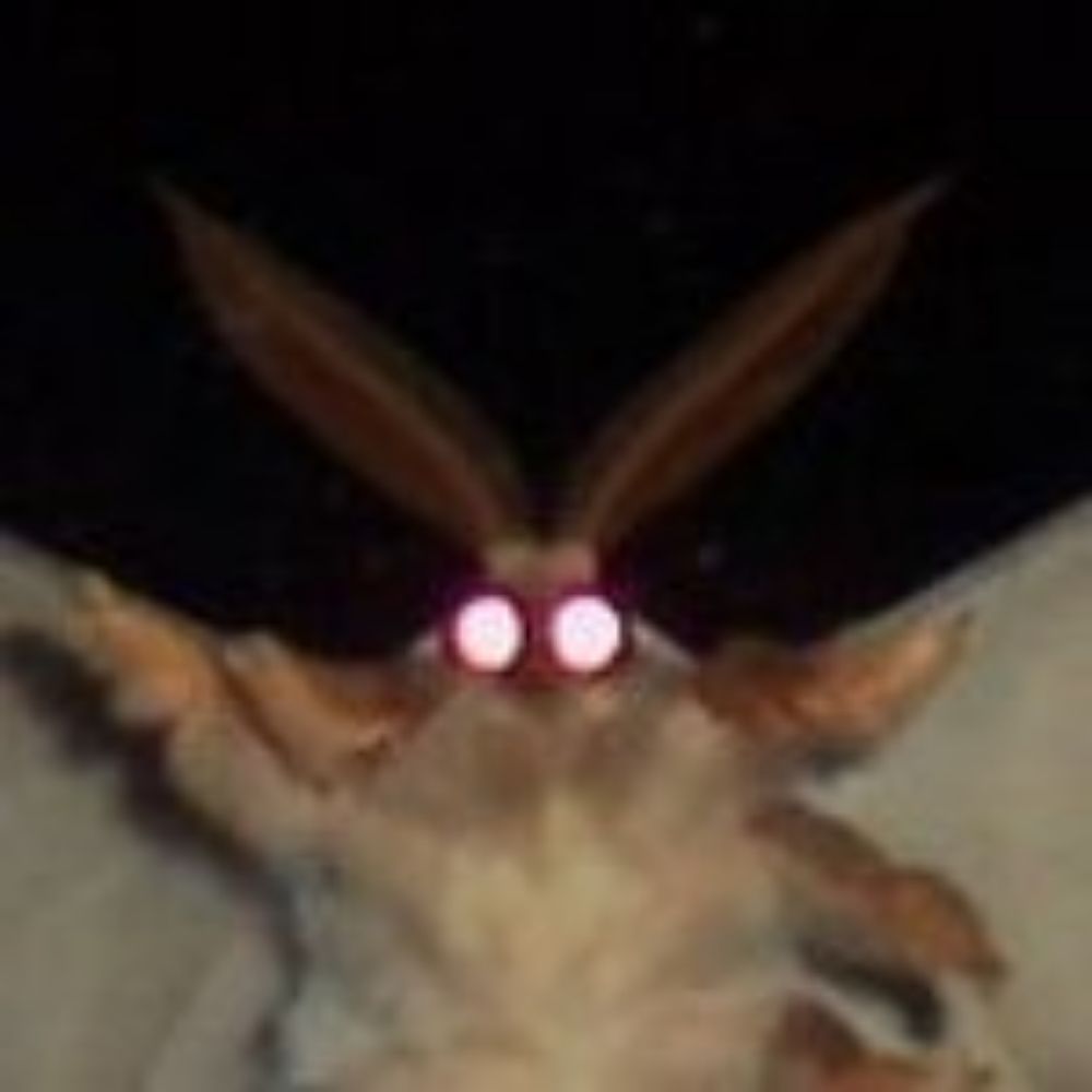 🏳️‍⚧️ the 🦋 mothman 🏳️‍⚧️ (they/them)