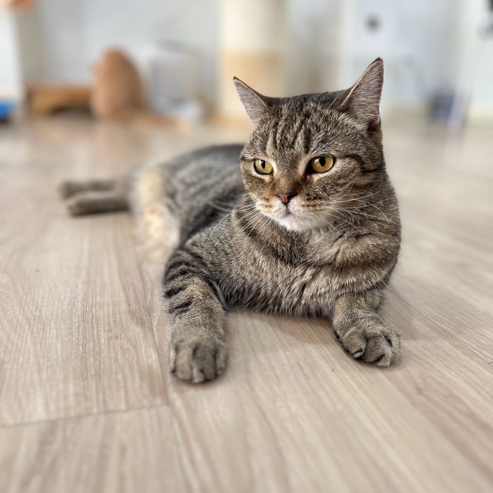 Tangocat_S