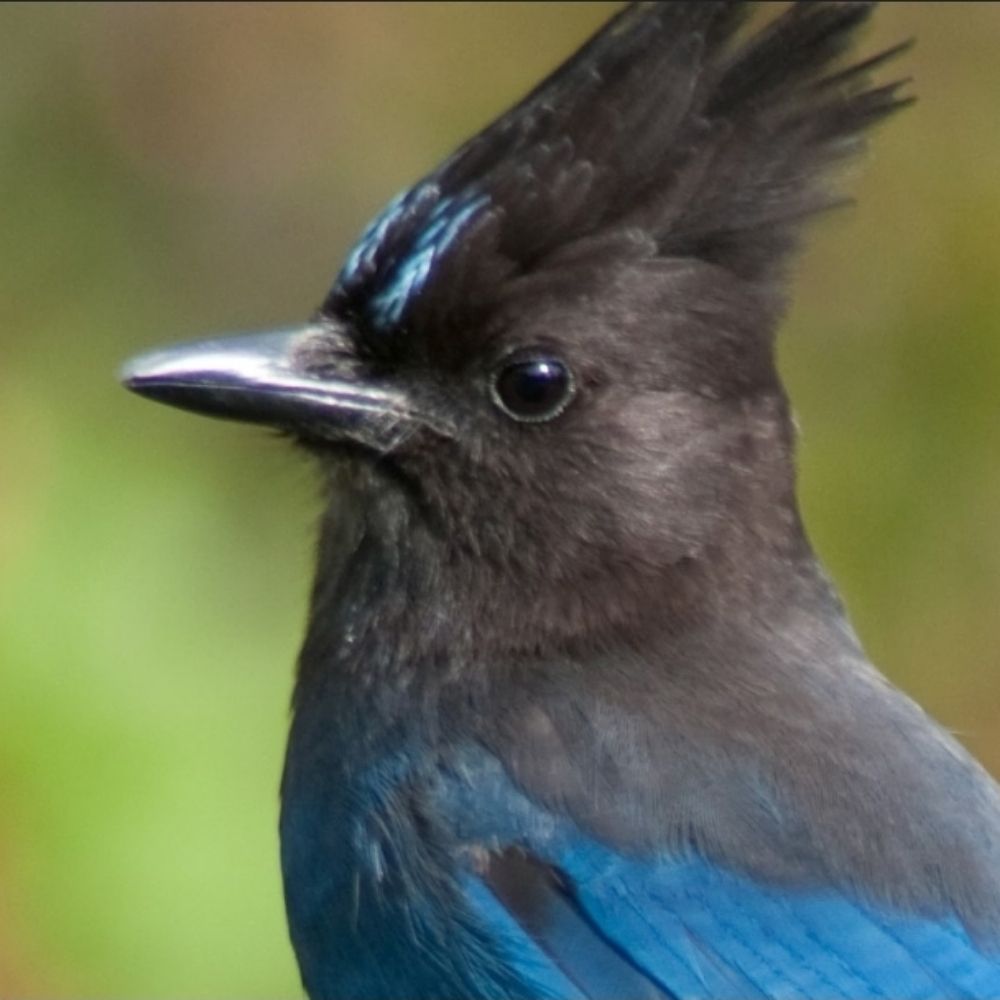 JustABird