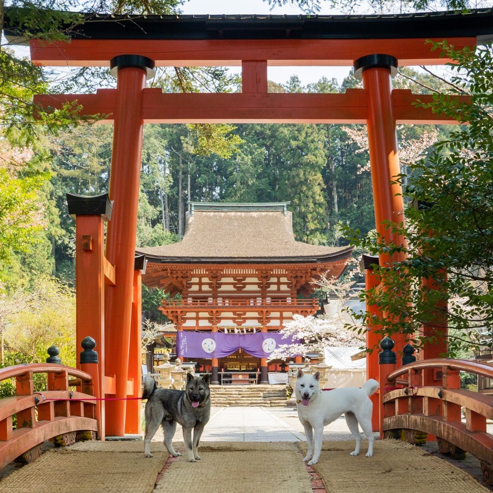【世界遺産】丹生都比売神社