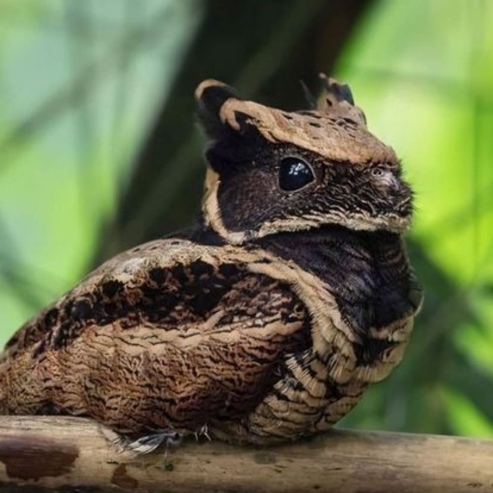 Nightjar