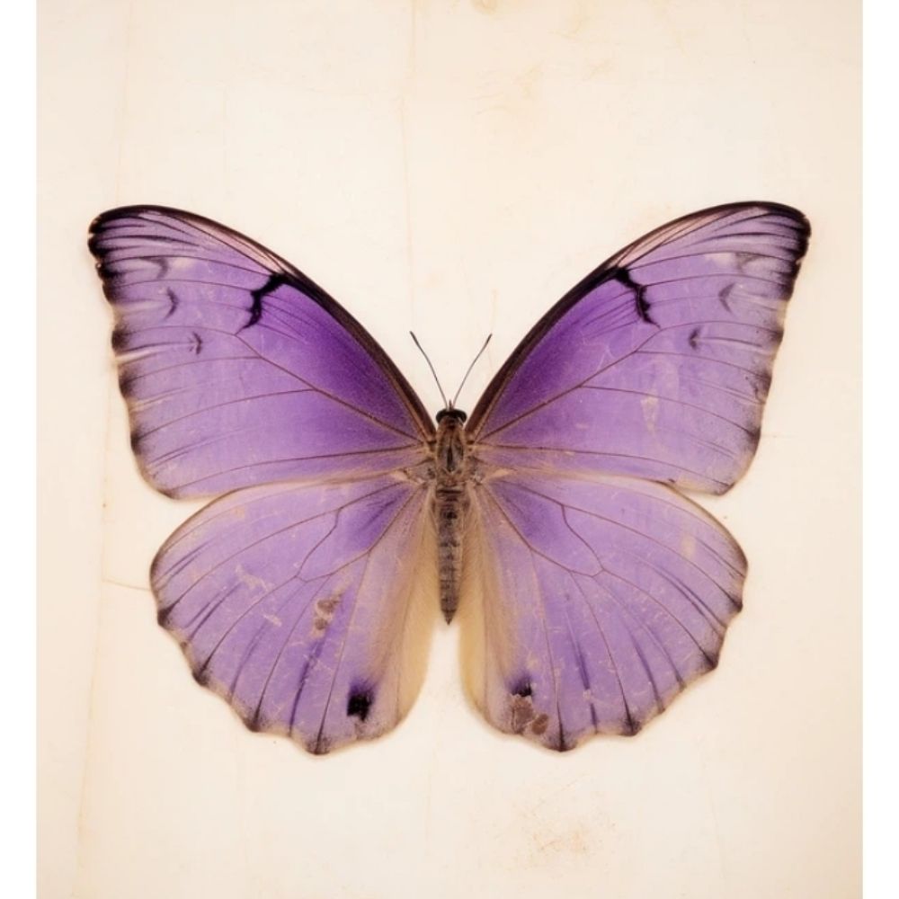 MMariposa 🦋🇲🇽🇧🇷🇺🇸🌎🌈
