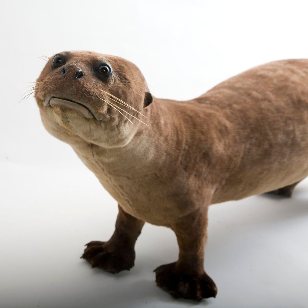 Wasted Otter