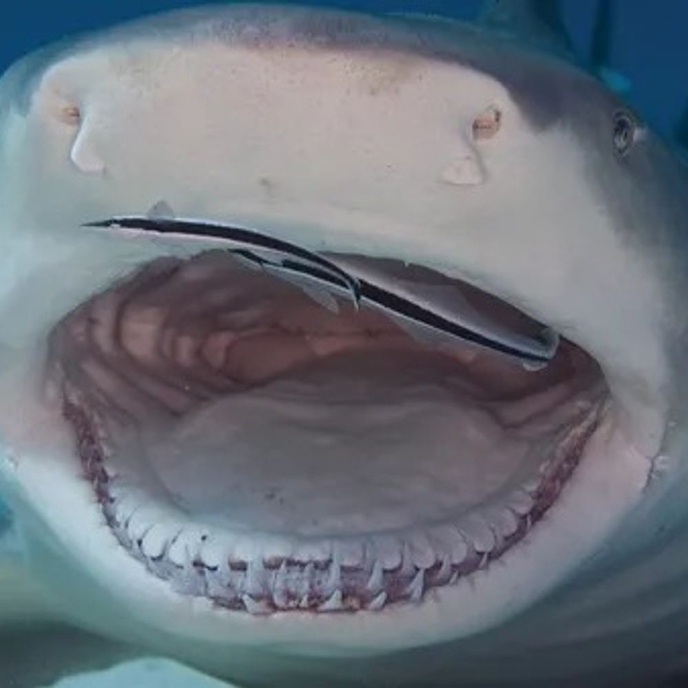 Robert The Shark's avatar