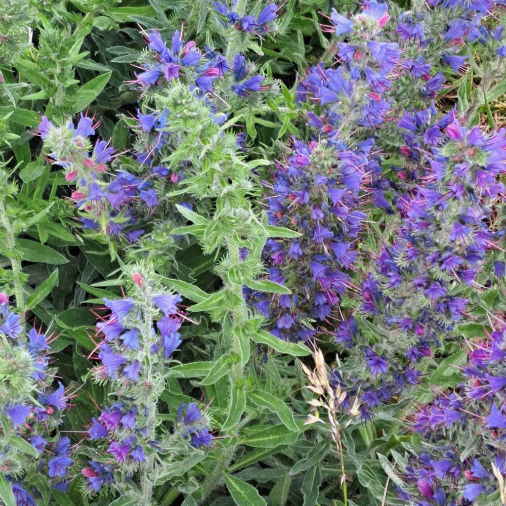 Victoria Purple