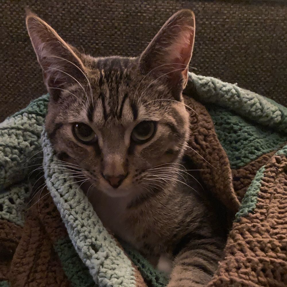Diary of a Knit Wit