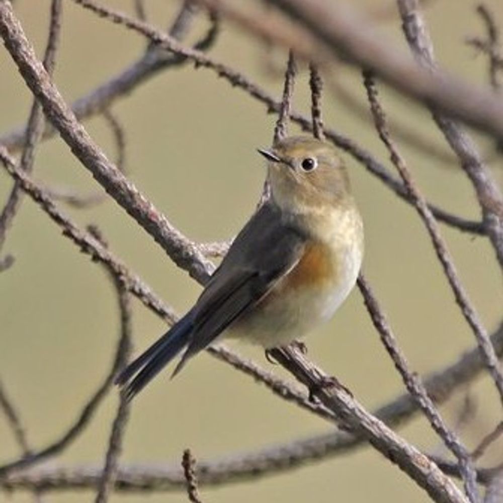 Norfolk birding