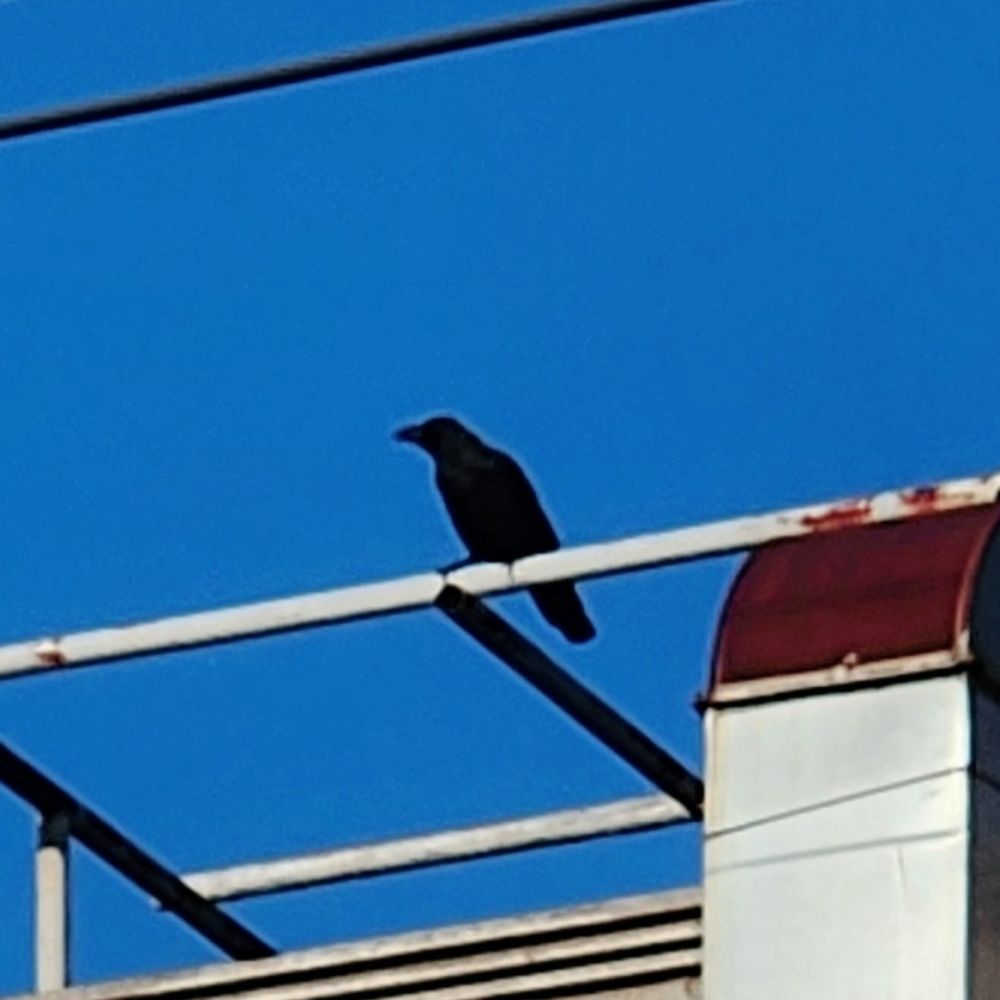 모자