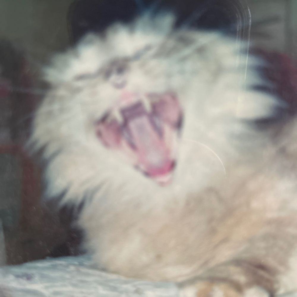 jollyjokester.bsky.social profile picture