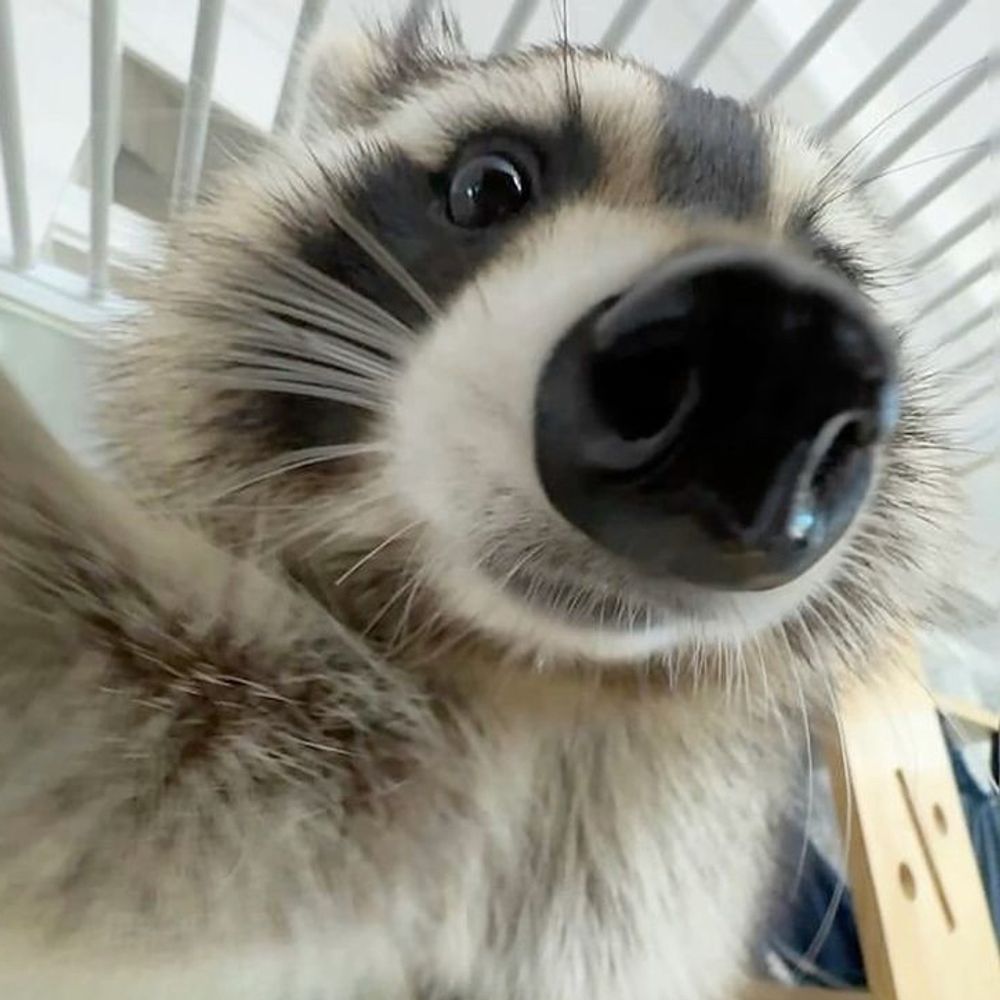 이끼