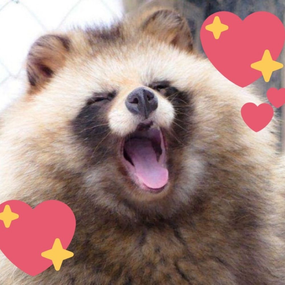 Tofu the Tanuki