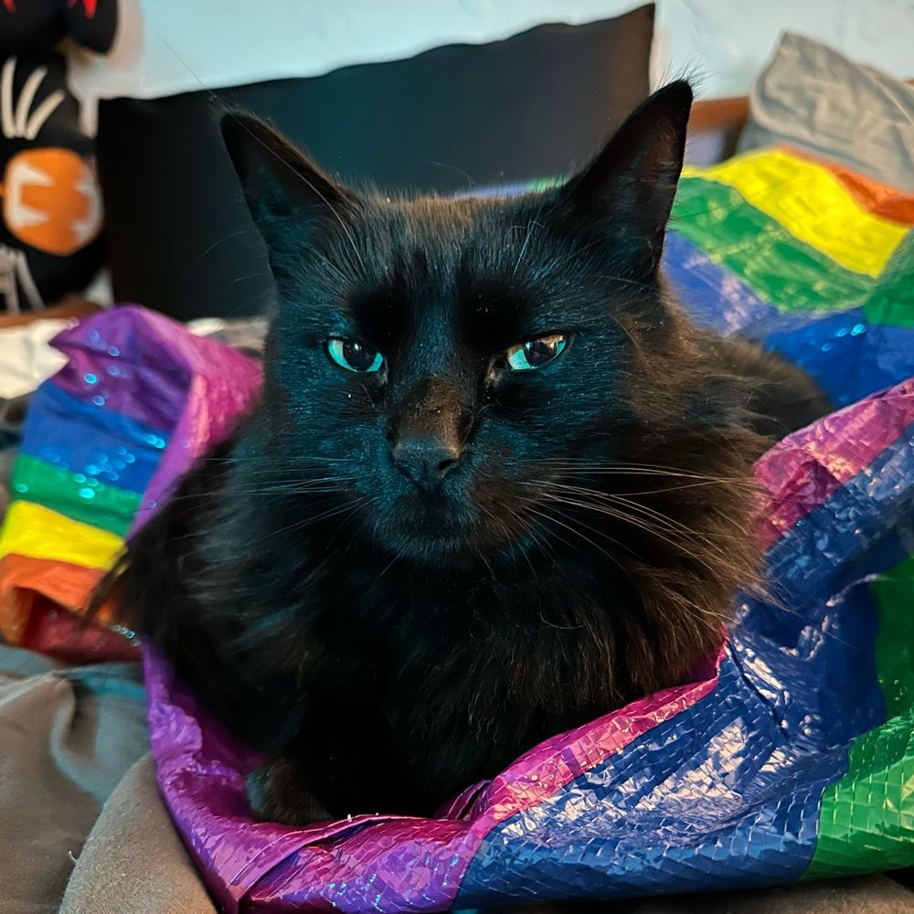 Jen 🐈‍⬛🐦‍⬛