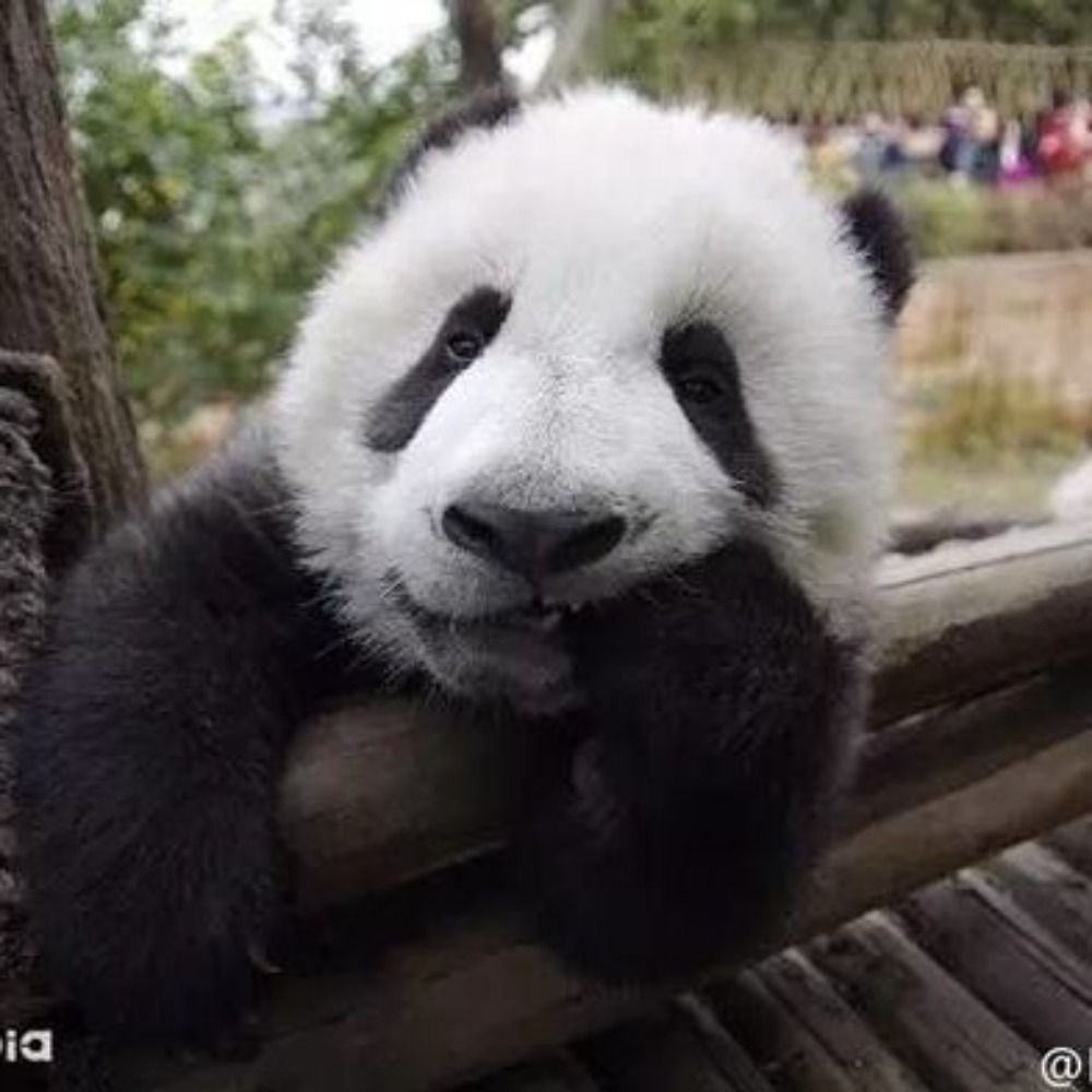深草