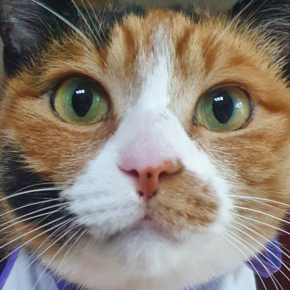 집고양이 모카