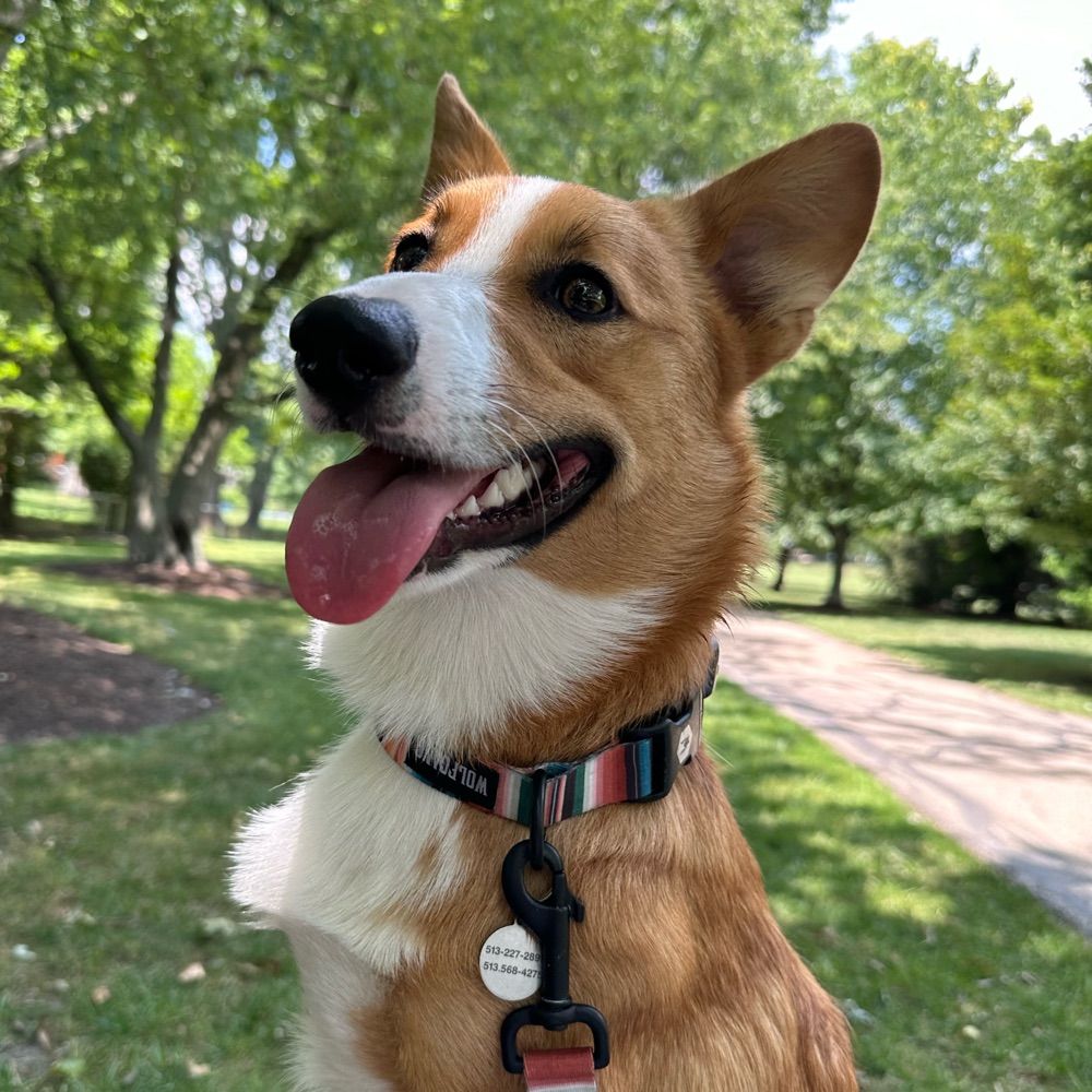 Corgisaurus Rex