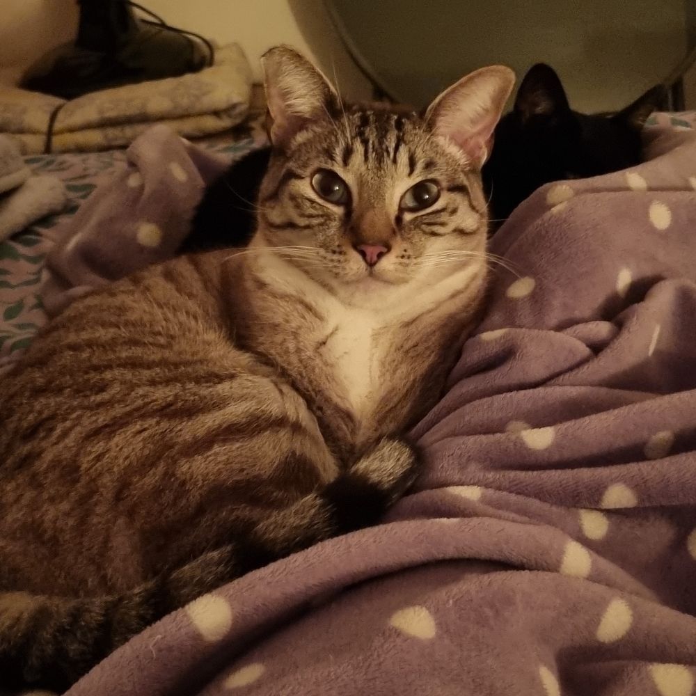 Todd Cat