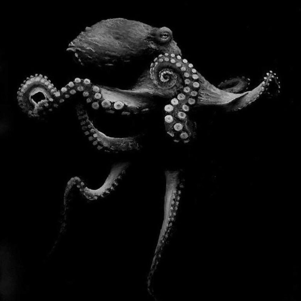 Vox Octopi