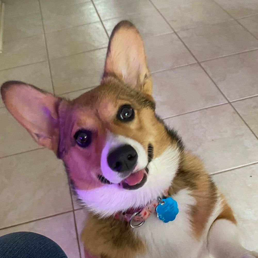 Isabella the Corgi