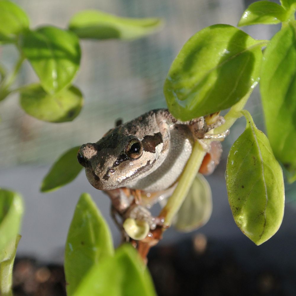 Cup Of Frog