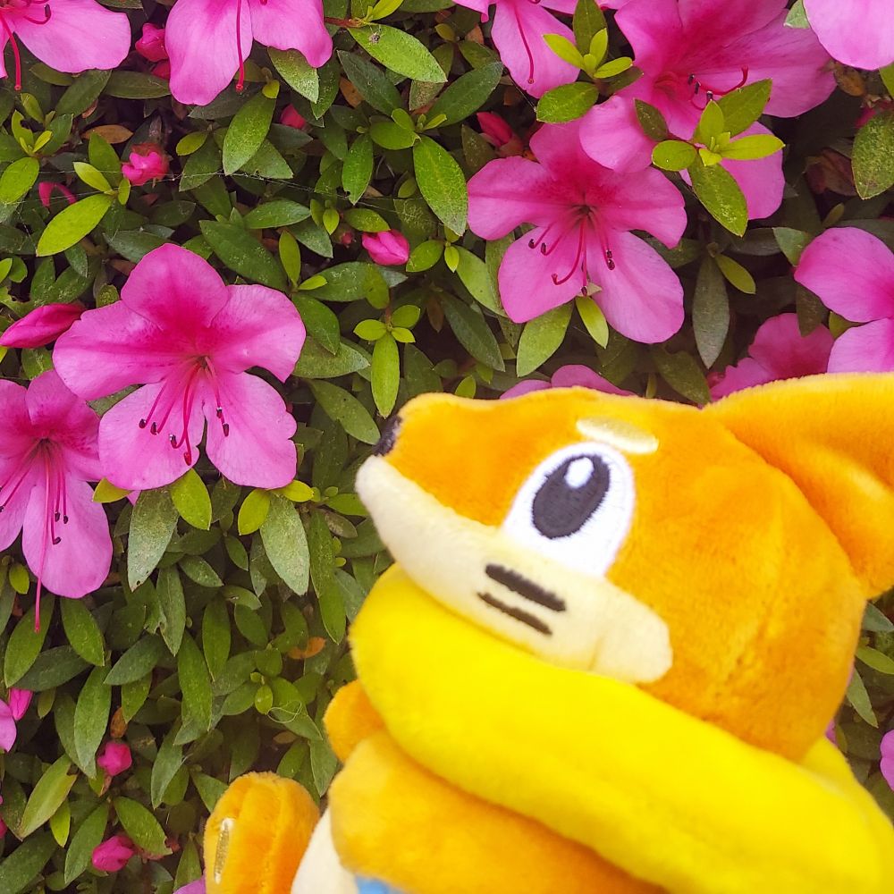 エル