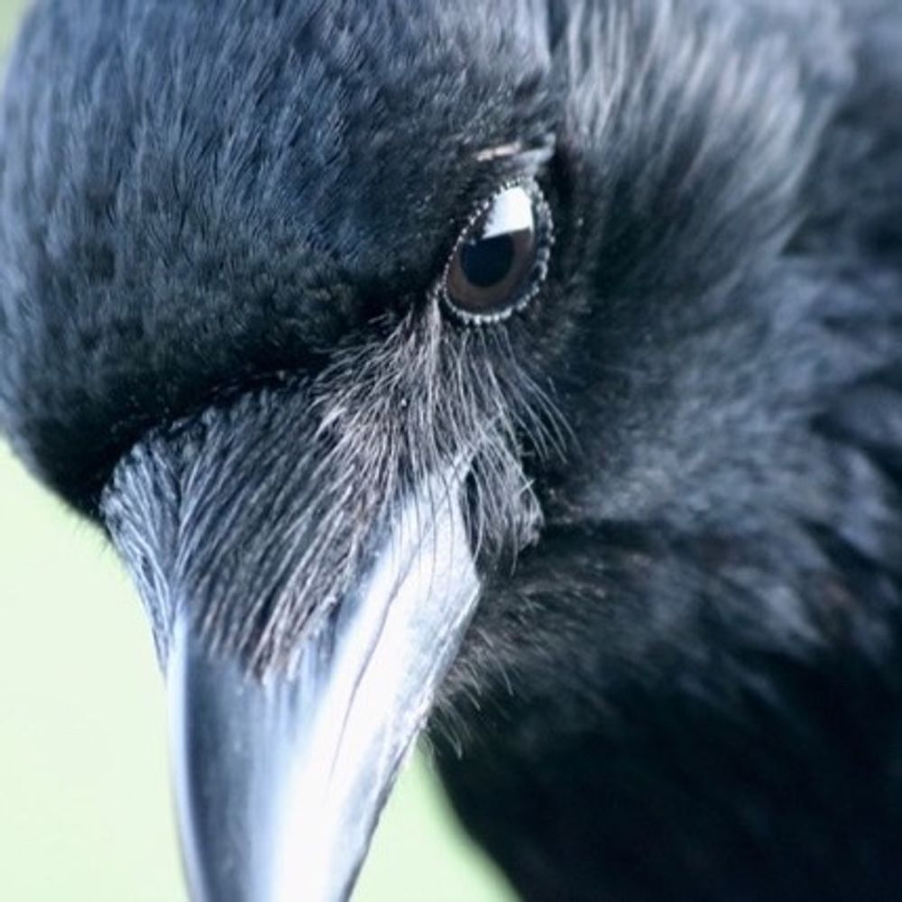 Crow Monthly