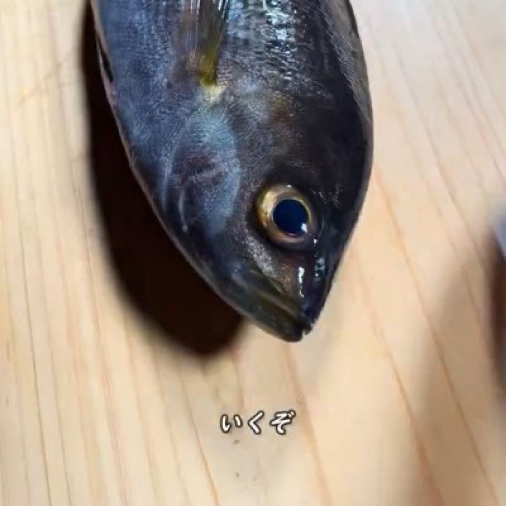 イサキ